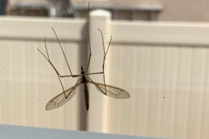 st george crane flies & mosquitos