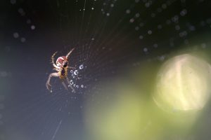 st george spider removal