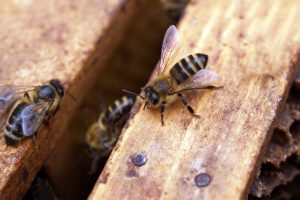 st george bee removal