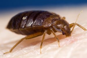 st george bed bugs